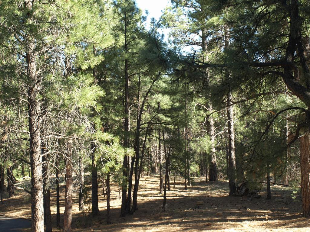 Whispering Pines Inn Flagstaff Esterno foto